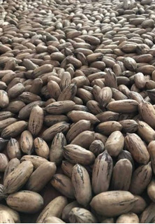 PECANAS ENTERAS